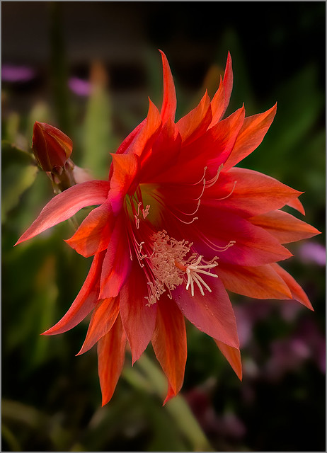 EPIPHYLLUM  RED COLOR