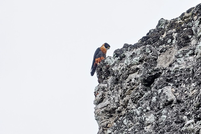 Рыжегрудый чеглок, Falco deiroleucus, Orange-breasted Falcon