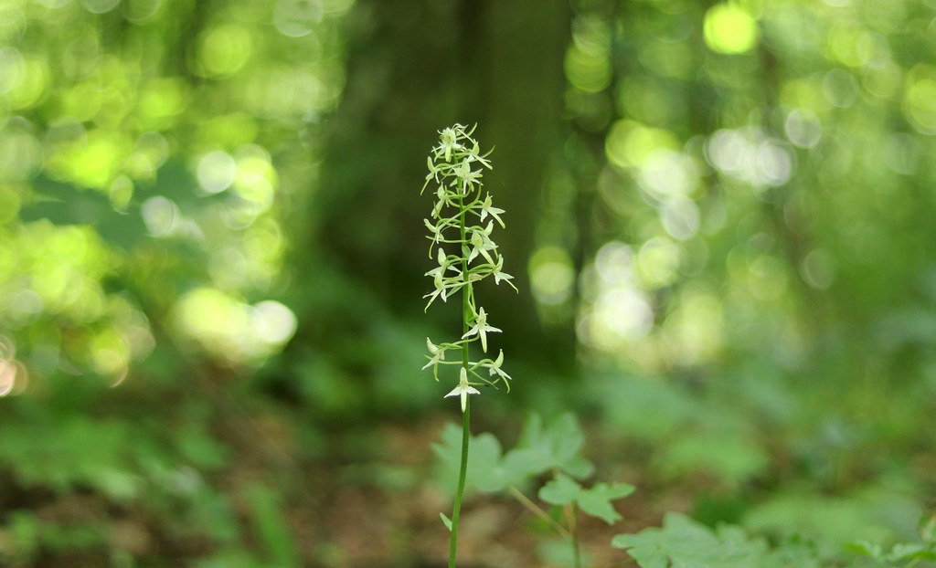 Vemeník dvoulistý (Platanthera bifolia) Orchidaceae