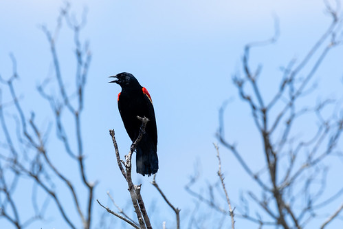 Deal Island Wildlife Management Area in Somerset County, Maryland | by chesbayprogram