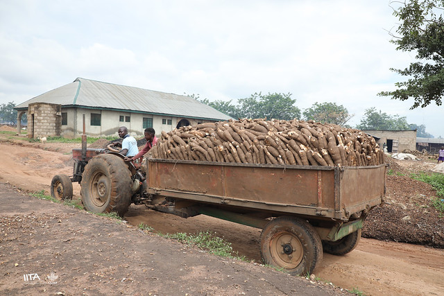 Truck carrying cassava roots at Ilora, Oyo State