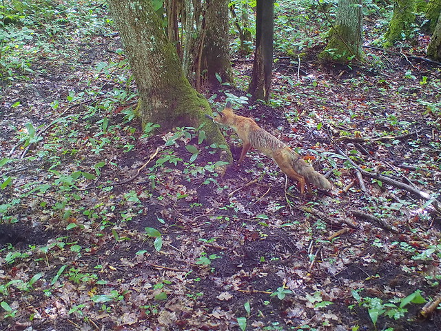 Punarebane / Red fox / Vulpes vulpes