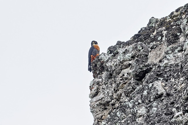 Рыжегрудый чеглок, Falco deiroleucus, Orange-breasted Falcon