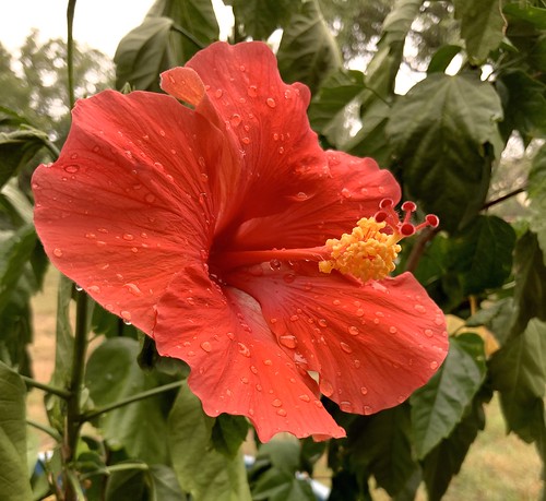 pipecreek texas usa flowers hibiscus red macro closeup apple ipadpro11