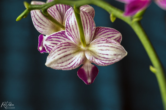 Mini Orchid!