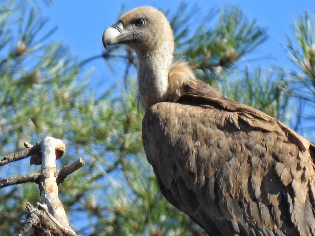 Buitre leonado en Paredes de Buitrago (Sierra de Madrid)