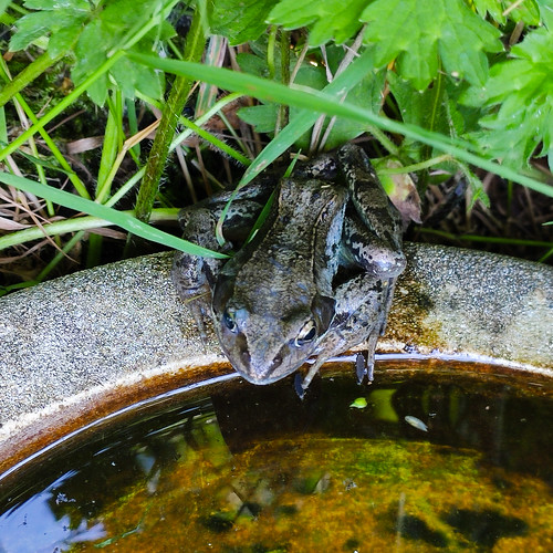 European common frog on edge of bird bath