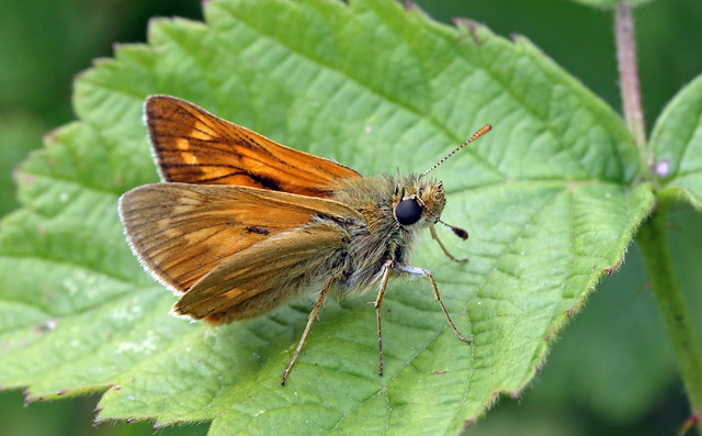Large Skipper (Ochlodes sylvanus) - Hertfordshire.