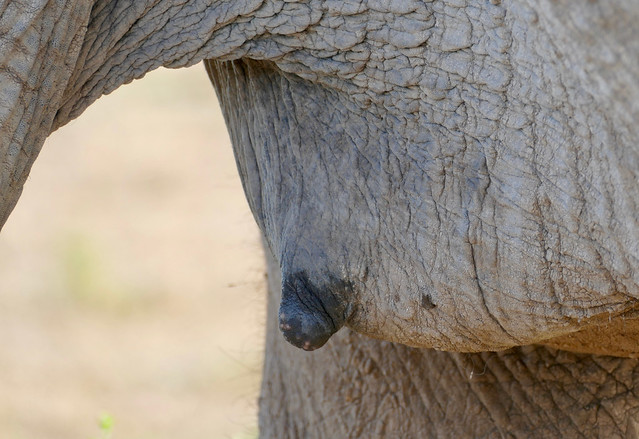 Savanna Elephant (Loxodonta africana) teat ...