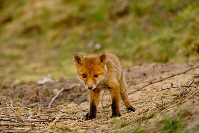 cute Fox