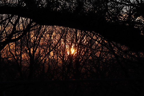canon eos 77d 70300mm usm zoom yorkshire sunset tree silhouette