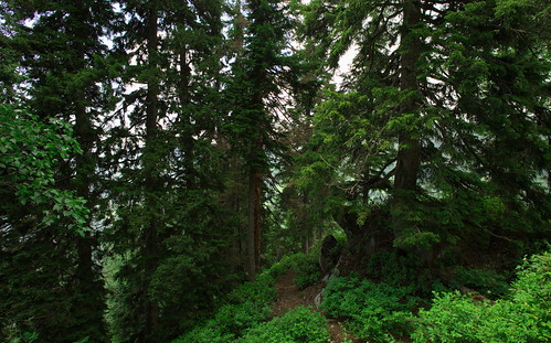 georgia ajaria mountains landscape hiking trekking forest woods trees