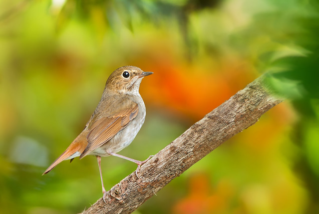 Rufous-tailed Robin standing on a tree branch | 紅尾歌鴝站在樹枝上