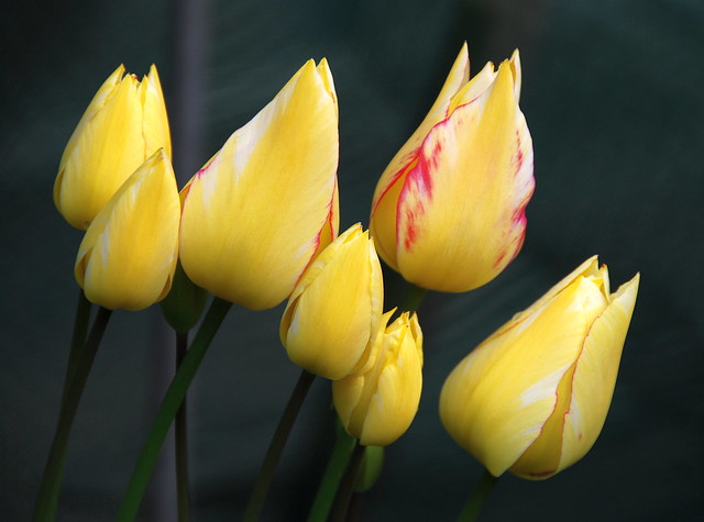 The Beauty of Tulips Glows Even in the Dark!