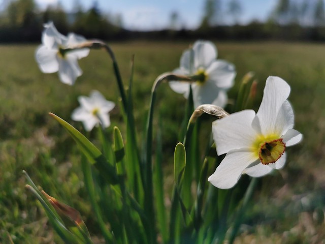 Wild White Daffodil Spring Upper Bavaria Germany © Narzisse Osterglocke Frühling Bayern Oberbayern ©