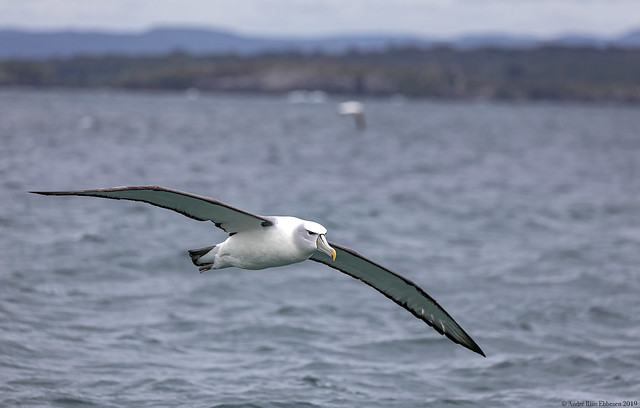 White-capped / Shy albatross