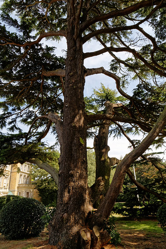 Cedar lawn south front Quex House Birchington Kent England 2 | by Acabashi
