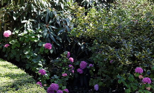 Border shrubs at Quex House Birchington Kent England | by Acabashi