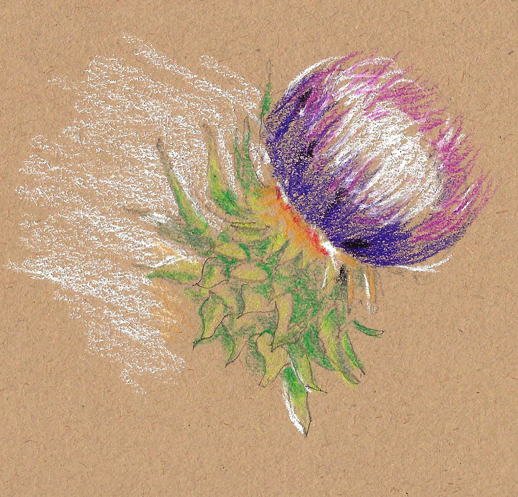 Thistle 2 Colored Pencil on toned tan paper inspired by a … Flickr