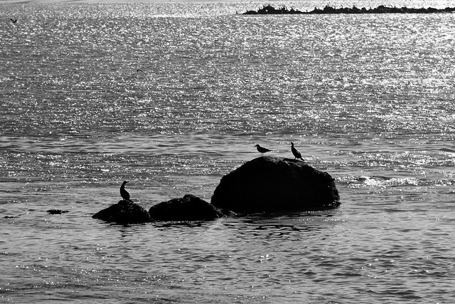 A seagull and two cormorants