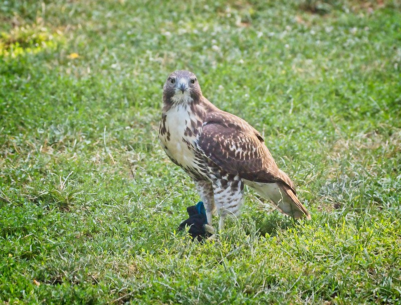 Red-tail fledgling playing with a sock