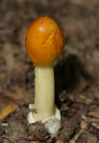 fungus agaricales amanitaceae amanita yellowcaesar northcarolina piedmont hortongrove canonef100mmf28macrousm inaturalist marybanningslendercaesar amanitabanningianna