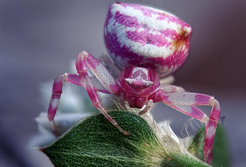 nature insects macro kumasi ghana bugs spiders animals