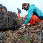 intertidal surveys_Cascade Head_7