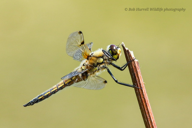 Four Spotted Chaser.