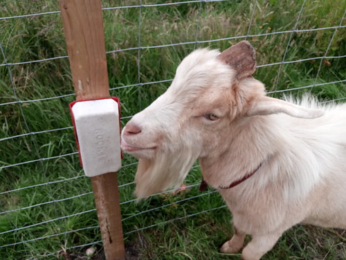 mineral lick and goat Jul 20