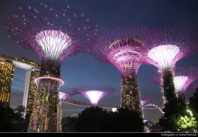 Supertree Grove at Night, Gardens by the Bay, Singapore