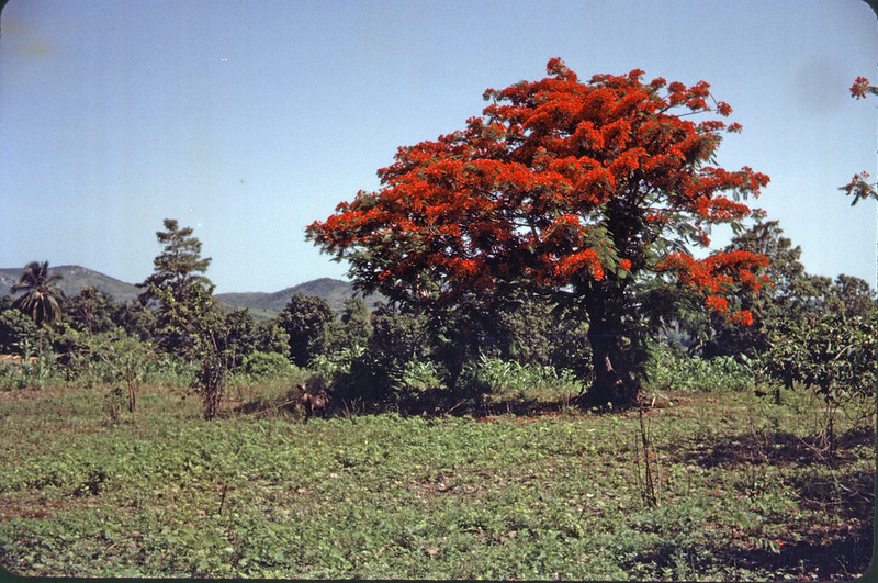 Delonix regia (Hook.) Raf. Fabaceae Caesalpinioideae-flamboyant, royal poinciana, Haiti Aug 1981 หางนกยูงฝรั่ง