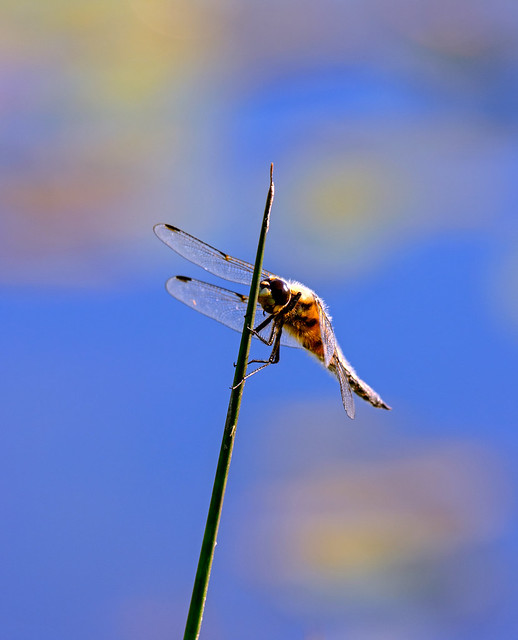Dragonfly (Four spot chaser)
