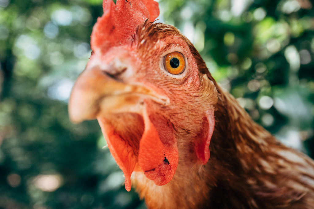Close-up bird portrait of free range hen