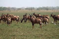 Tiang at Rigueik, Zakouma National Park, Chad