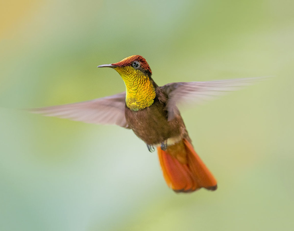 Ruby Topaz Hummingbird in flight dancing in the air, Tucusito Rubi, Trinidad. Chrysolampis mosquitus, Tobago.