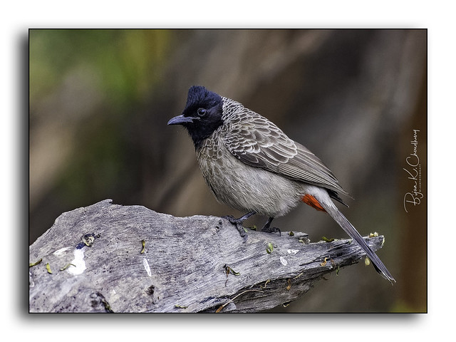 Birds of India : Red Vented Bulbul