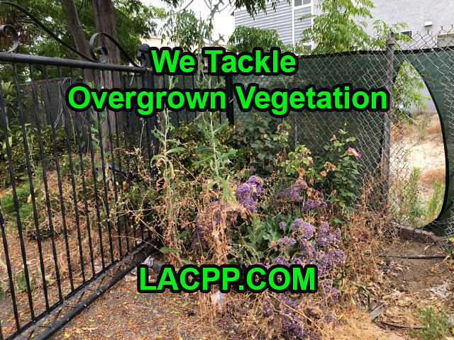 overgrown vegetation crews