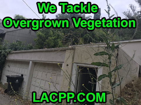 how to clean an overgrown vegetation