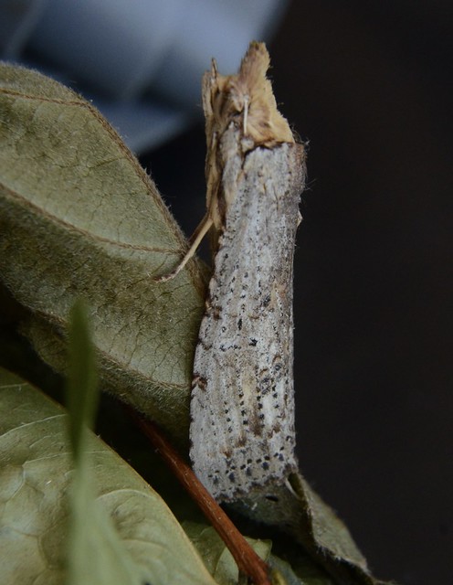 Nystaleinae - Notodontidae (Moth)