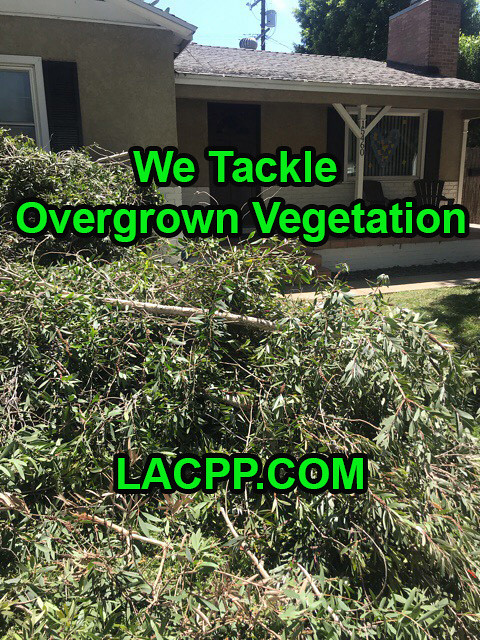code enforcement overgrown vegetation