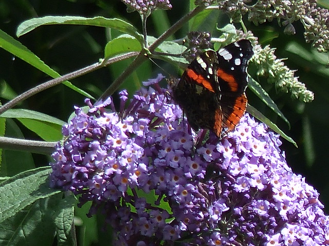 Red Admiral Feeds