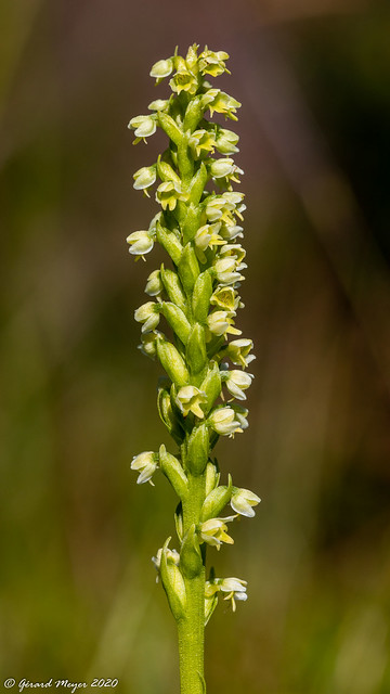 Orchis miel.