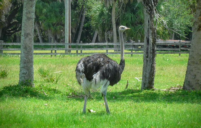 Florida Ostrich. - 1100040~2