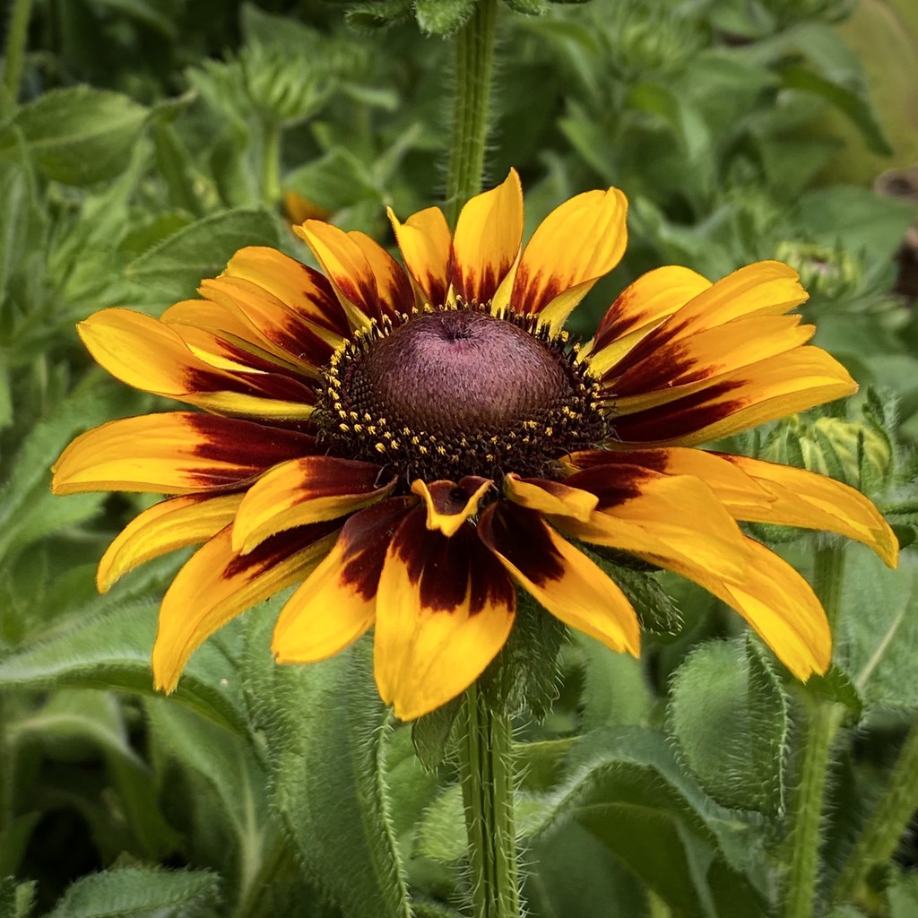 A Colorful Summer Coneflower