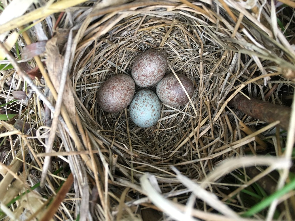 Song Sparrow Nest Micah G Flickr
