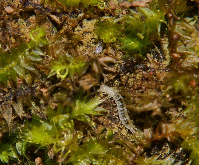 Symphilid millipede Pseudocutigerella sp Scolopendrellidae Myriapoda exploring in the Pineapple top moss Bryidae Mandalay rainforest Airlie Beach P1157241