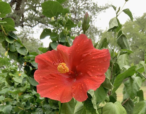 pipecreek texas usa red flower hibiscus apple ipadpro11 macroflowerlovers