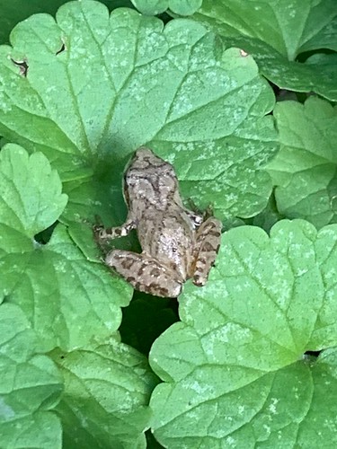 wildlife wv rickchilders rcvernors smallfrog frog
