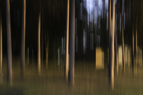 icm trees redpines abstract d7500 2020
